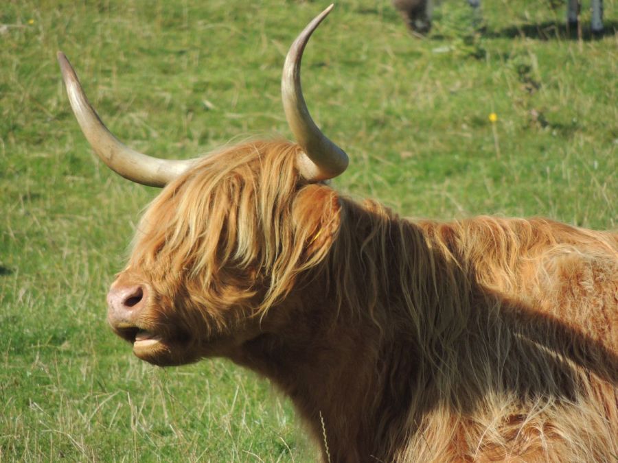 Highland cattle glengorm 